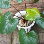 Homalomena rubescens Hoja