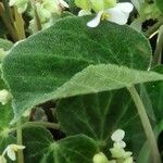 Begonia imperialis Hoja
