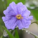 Solanum nudum Flower