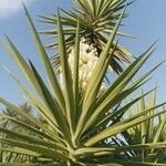 Yucca schidigera Floare