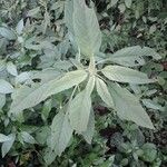 Amaranthus sp.Folio