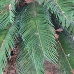 Cycas revoluta Yaprak