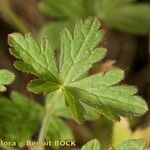 Geranium divaricatum ഇല