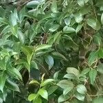 Ligustrum japonicum List