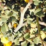 Hermannia cuneifolia Leaf