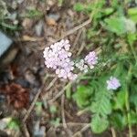 Achillea × roseoalbaFlor