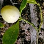 Psychotria ireneae Feuille