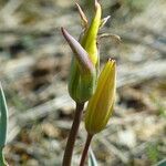 Tulipa sylvestris Fiore