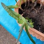 Gasteria obliqua Leaf