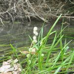 Sparganium emersum Flower