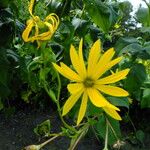 Silphium perfoliatum Květ