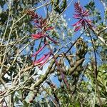 Erythrina herbacea 花