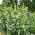 Cannabis sativa Агульны выгляд