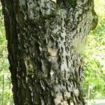 Celtis occidentalis Bark