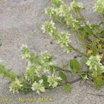 Stachys maritima Habit