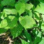 Solidago flexicaulis Folla