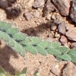 Biserrula pelecinus Leaf