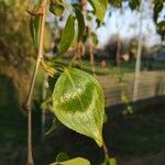 Populus balsamifera List