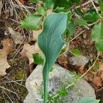 Bupleurum rigidum Leaf