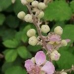 Rubus discolor Квітка