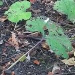 Petasites hybridus Leaf