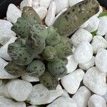 Adromischus cooperi Lapas