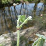 Trifolium subterraneum Fiore
