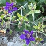 Geranium wlassovianum Çiçek