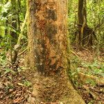 Afzelia bipindensis Casca