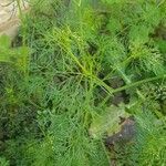 Cyclospermum leptophyllum Blatt