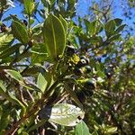 Chassalia gaertneroides Fruto