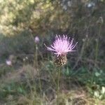 Cheirolophus intybaceus Fleur