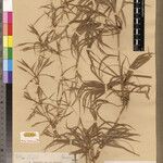 Nastus tsaratananensis Other