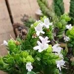 Origanum majorana Flor