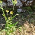 Crepis micrantha പുഷ്പം