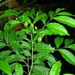 Bunchosia polystachia ഇല