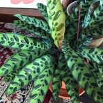 Calathea lancifolia Hoja