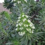 Echium decaisnei Blüte