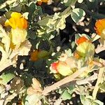 Hermannia cuneifolia Floro
