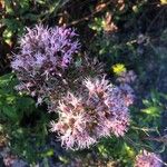 Eupatorium cannabinumFlor