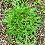 Erysimum rhaeticum Habit
