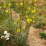 Erysimum virgatum অন্যান্য