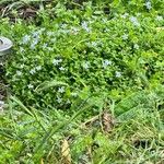Lobelia pedunculata Цветок