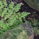 Selaginella plana Leaf