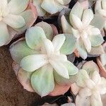Echeveria laui Hoja