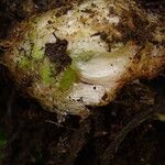 Dryopteris pentheri Sonstige