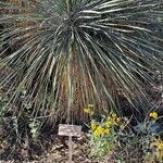 Yucca elata Ліст