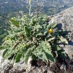 Hieracium pilosum Habitus