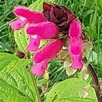 Salvia oxyphora Flor