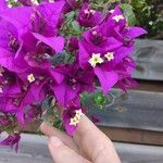 Bougainvillea glabraFlower